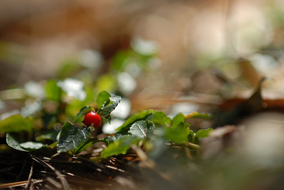 Mitchella undulata2.JPG