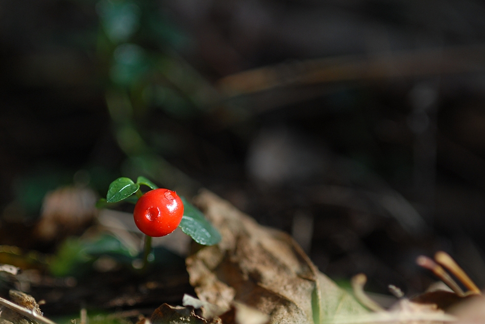Mitchella undulata1.JPG
