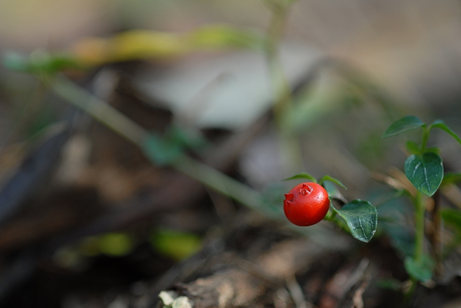 Mitchella undulata3.JPG