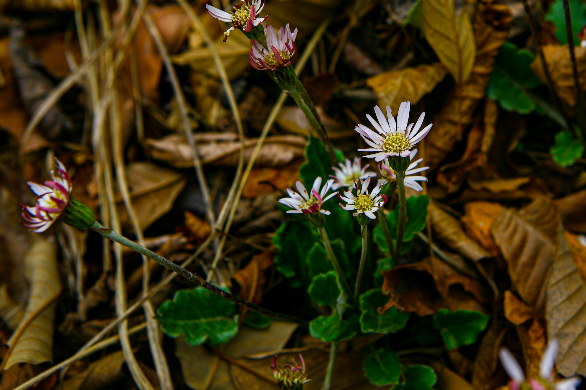 IMG_5214.JPG