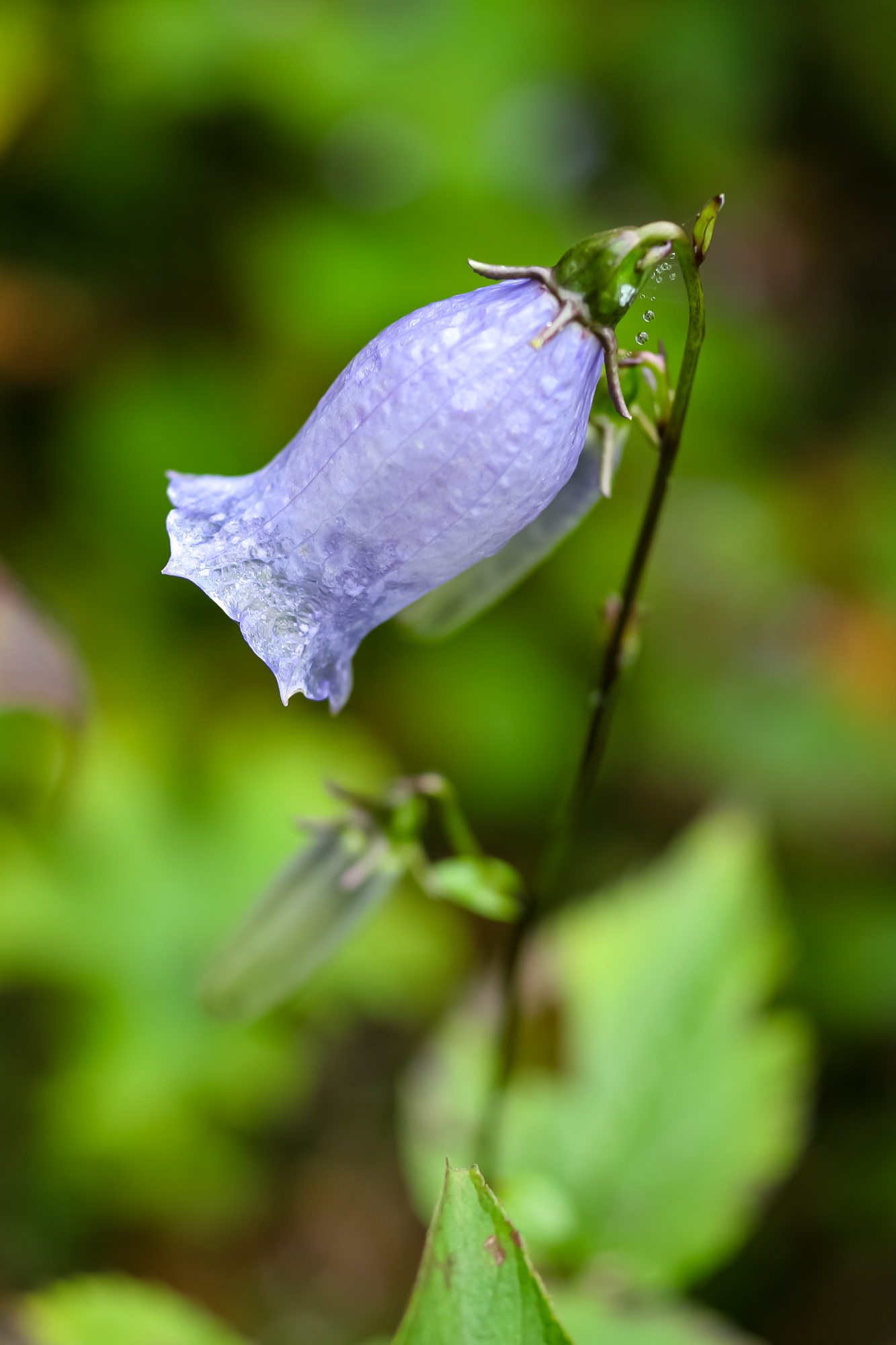 IMG_6401.JPG