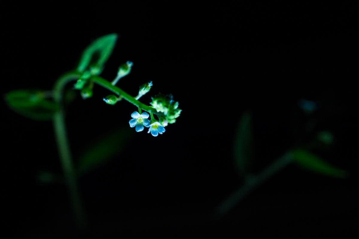 DSC02387.JPG
