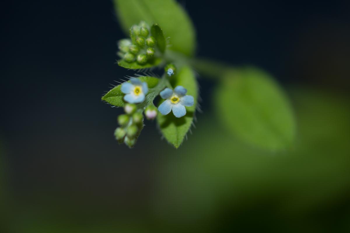 DSC02376.JPG