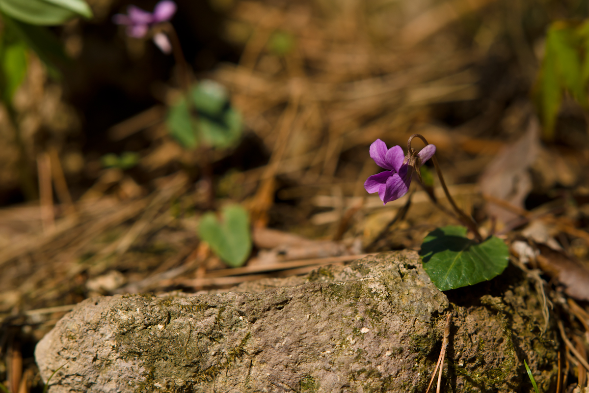 DSC02539.jpg