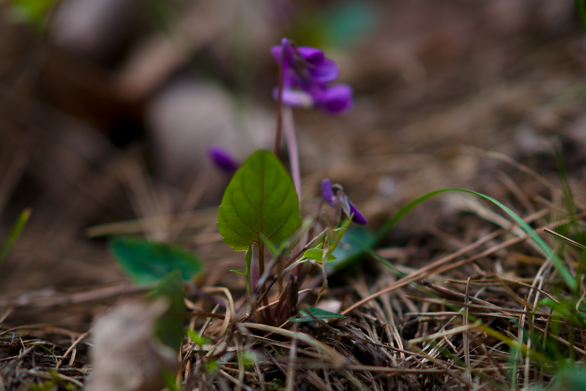 DSC02691.jpg