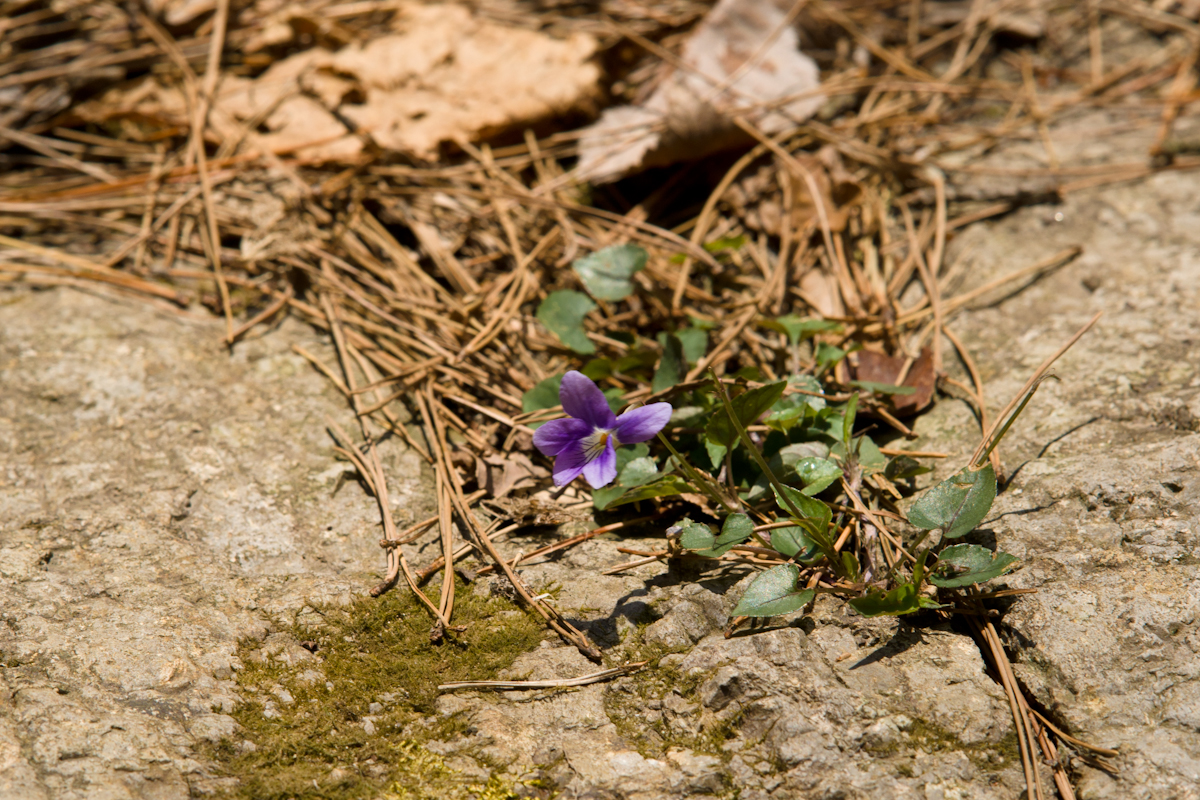 DSC02672.jpg