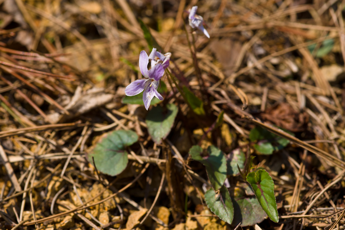 DSC02569.jpg