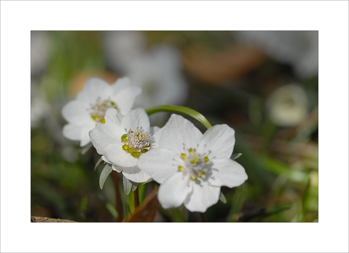 Eranthis pungdoensis13.JPG