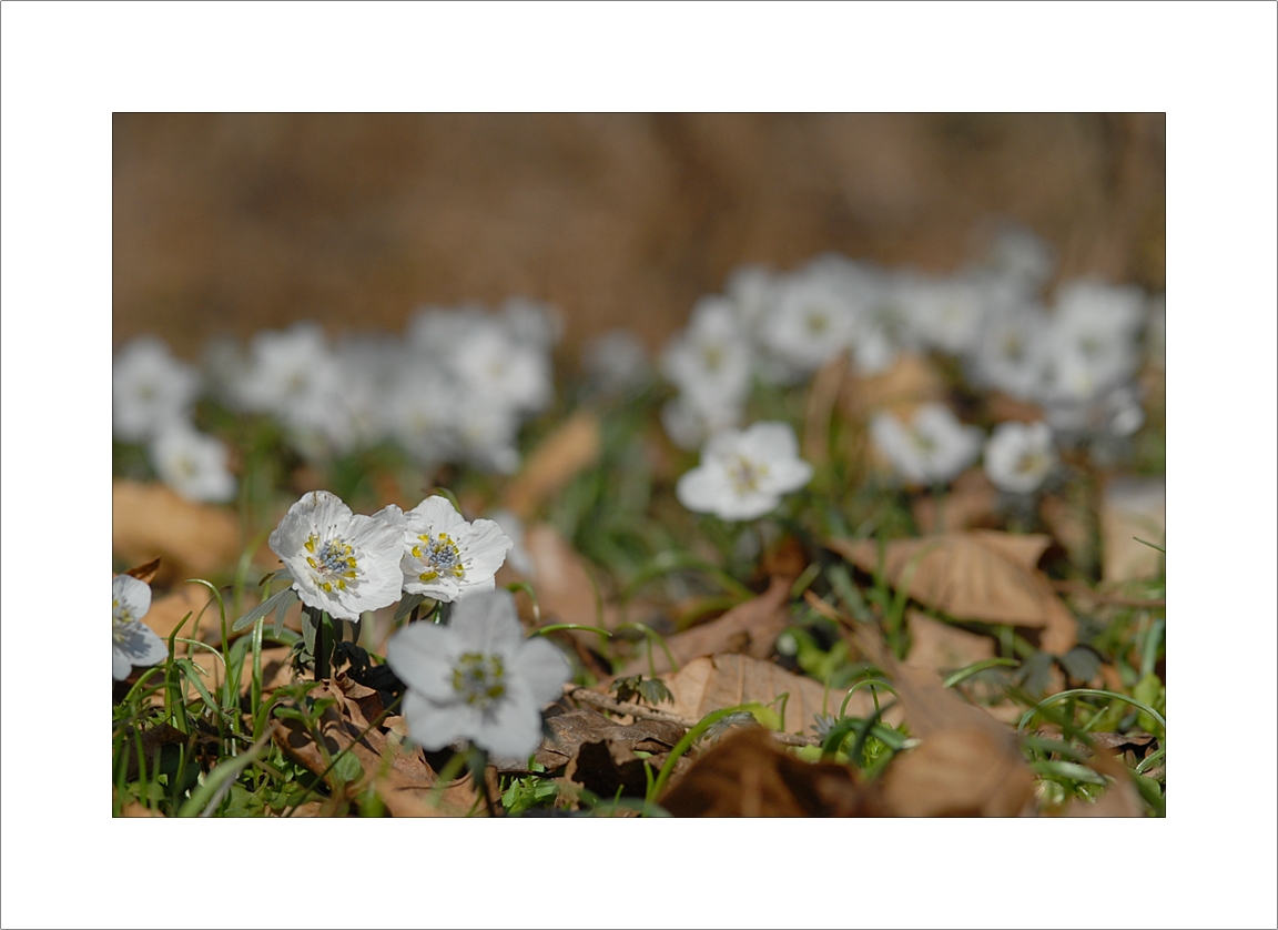 Eranthis pungdoensis14.JPG