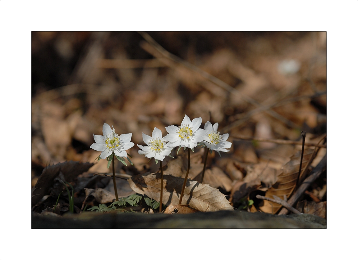 Eranthis pungdoensis18.JPG