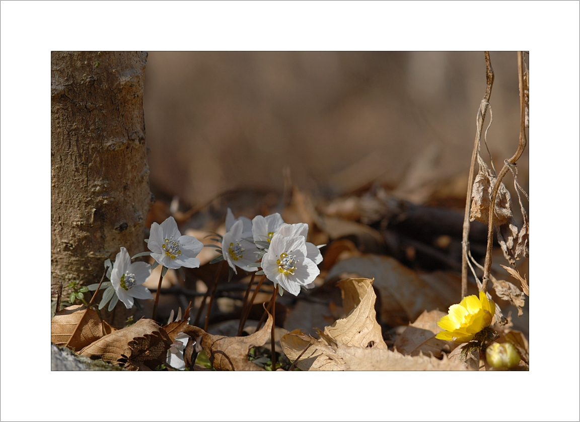 Eranthis pungdoensis15.JPG