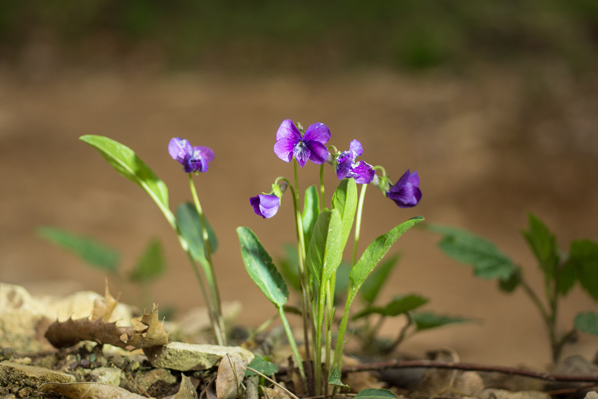 DSC02405.JPG