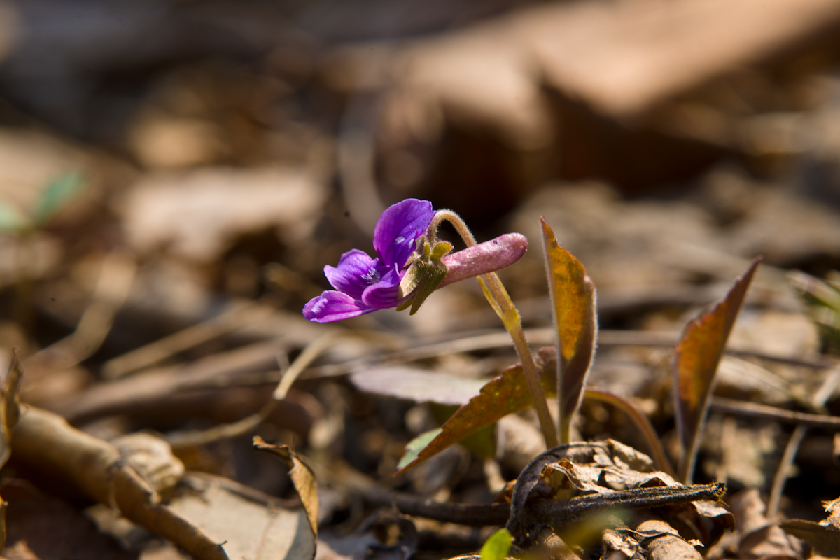 DSC02644.jpg