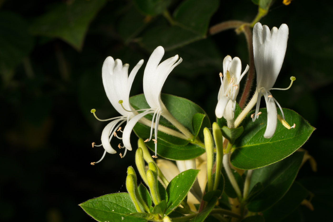 YDY07998.jpg