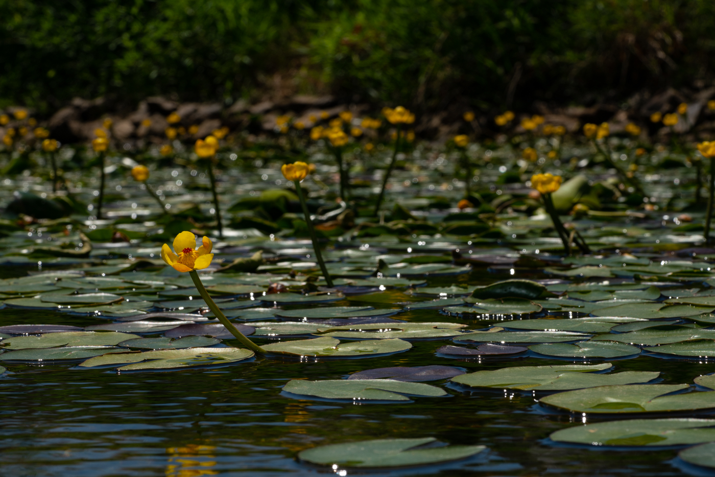 YDY09657.jpg