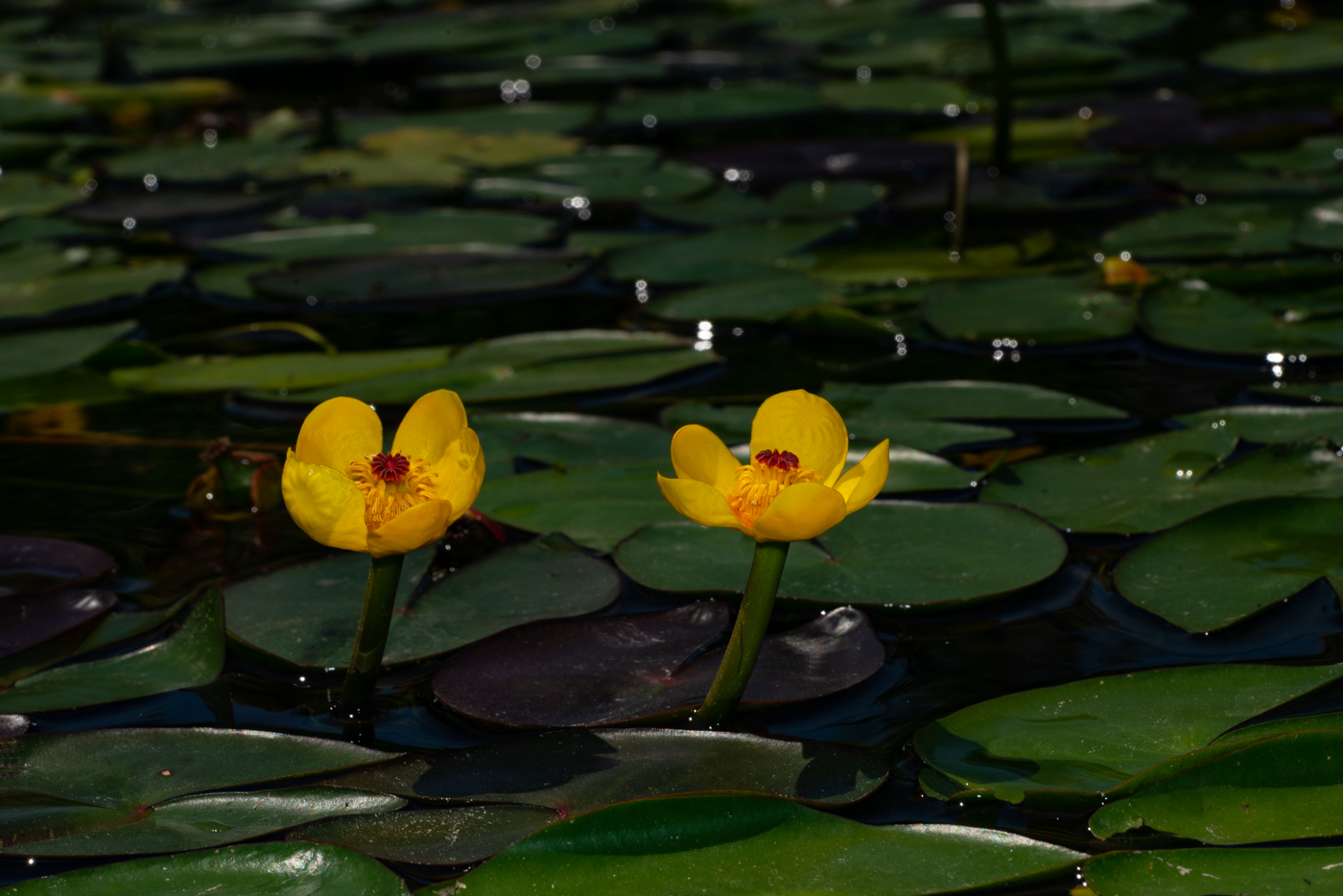 YDY09659.jpg