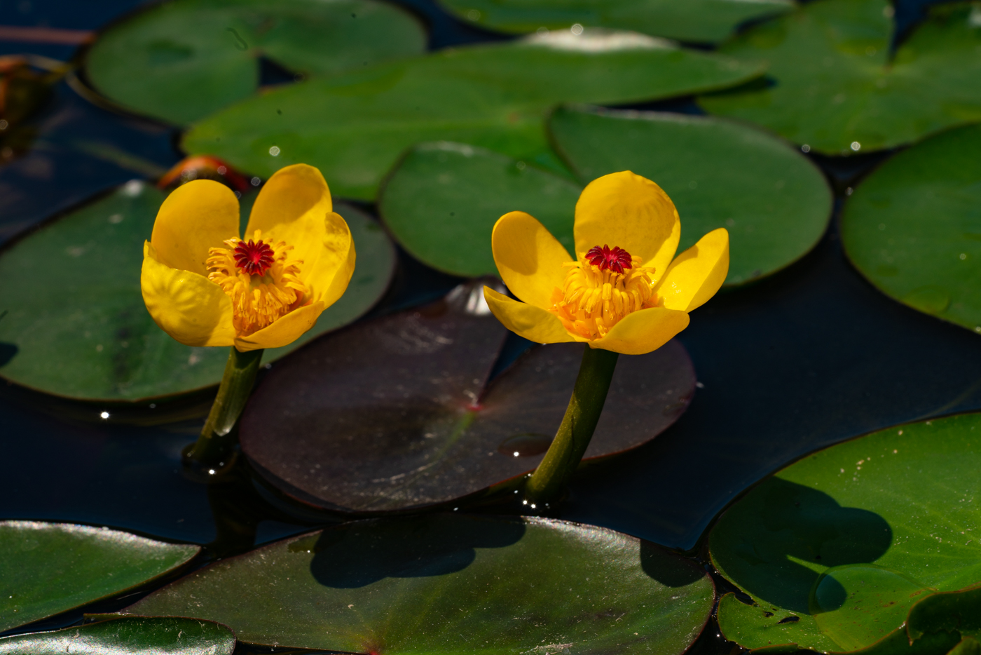 YDY09604.jpg