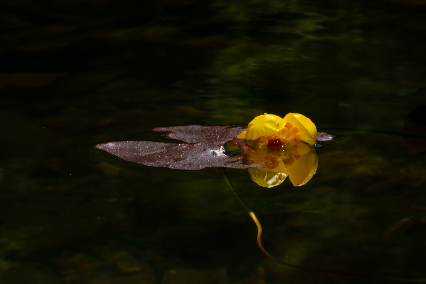 YDY09634.jpg