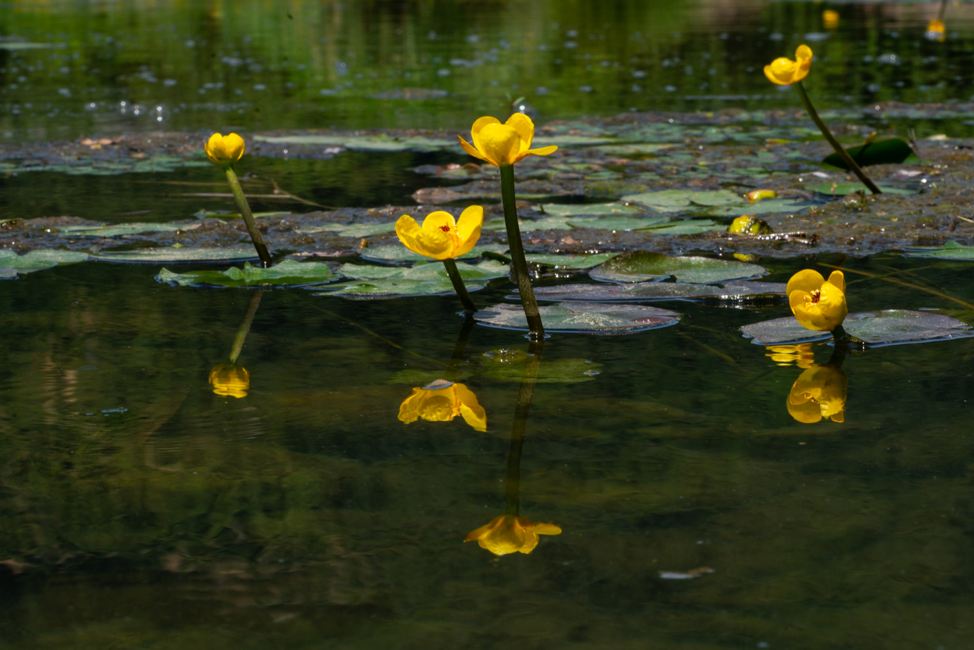 YDY09637.jpg