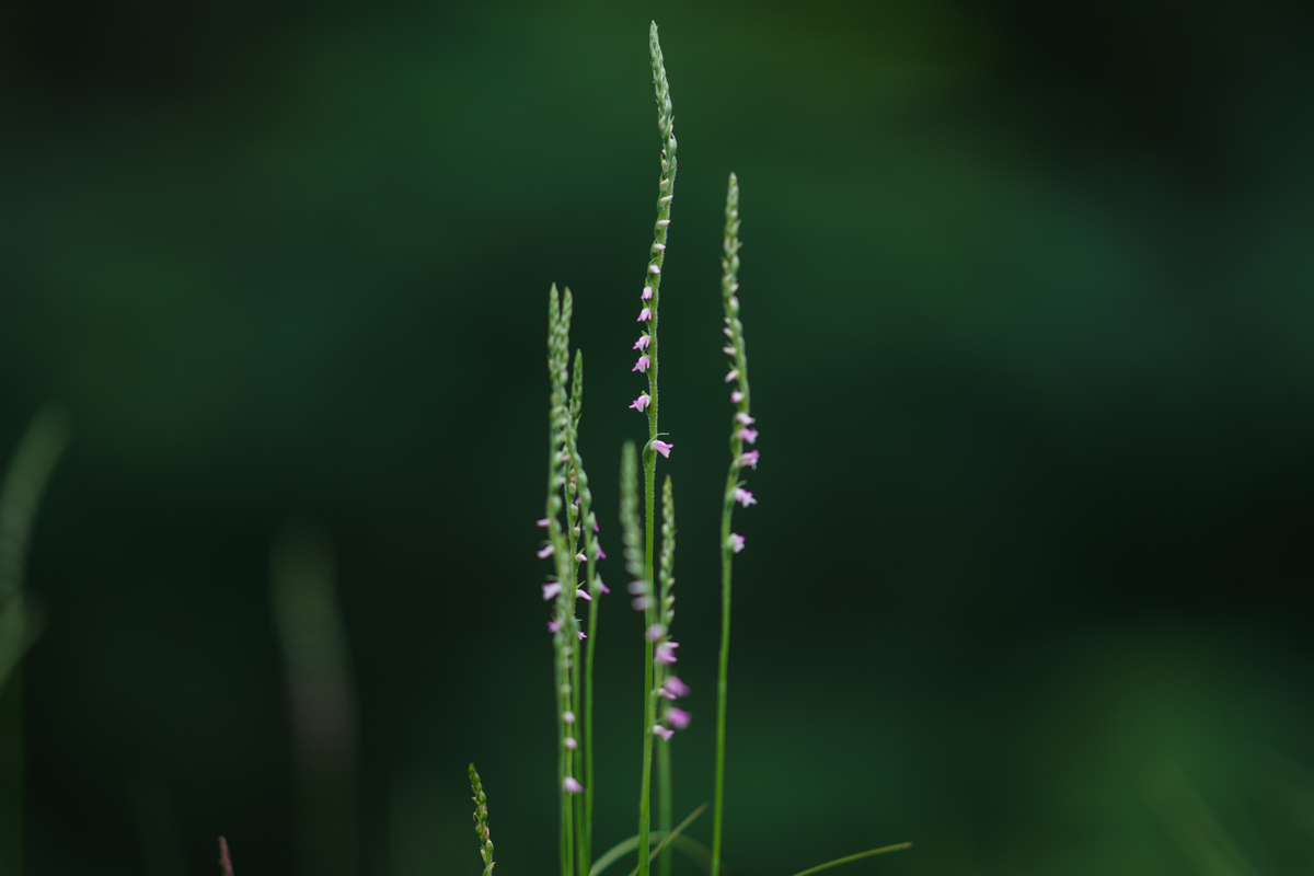 DSC01087.JPG