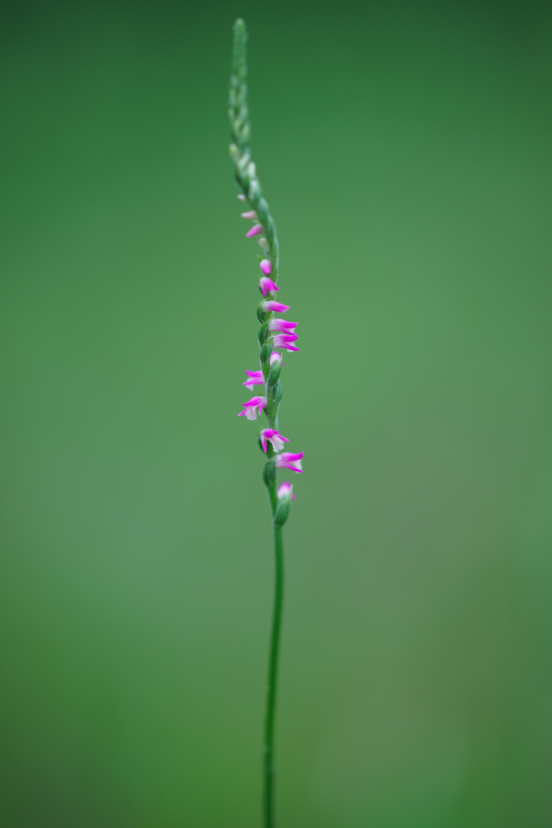 DSC01096.JPG