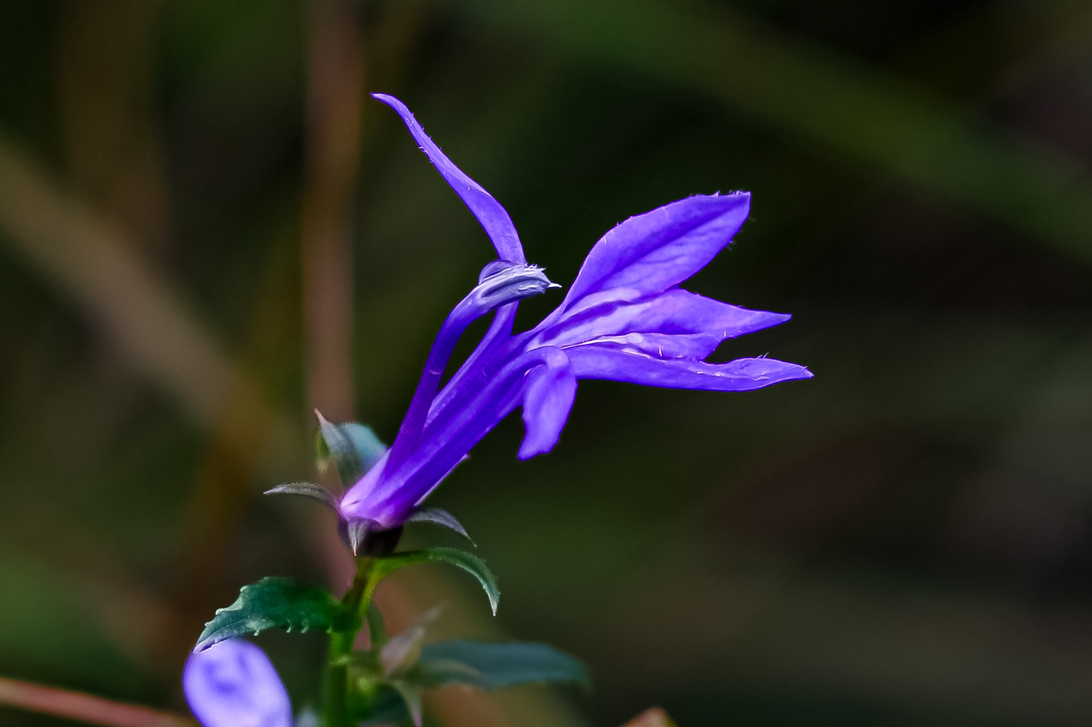 IMG_6142.JPG