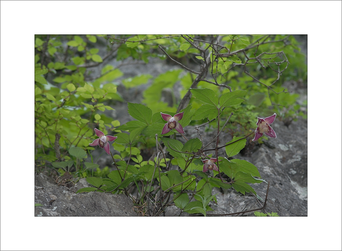 DSC_0155.JPG