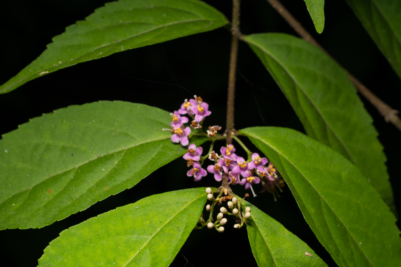 YDY08146.jpg
