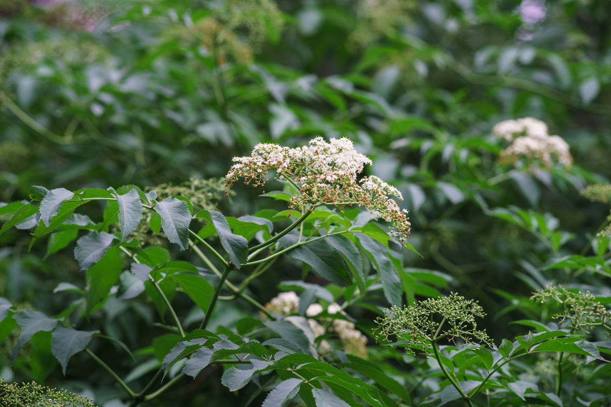 DSC01108.JPG