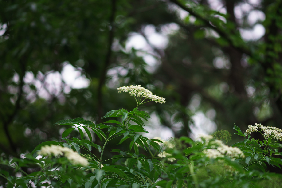 DSC01104.JPG