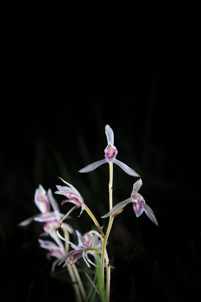 DSC01352.jpg