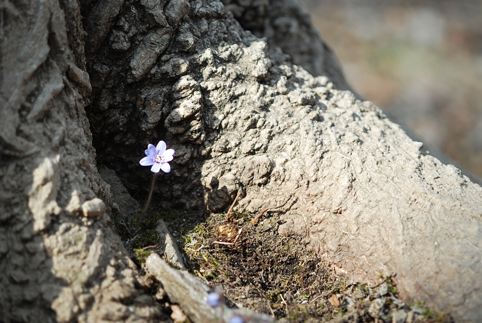 Hepatica asiatica7.JPG