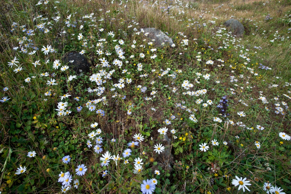DSC00387.jpg
