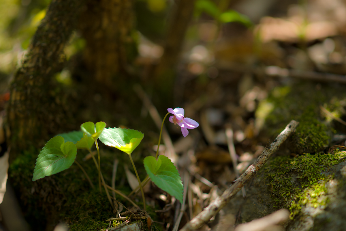 DSC05425.jpg