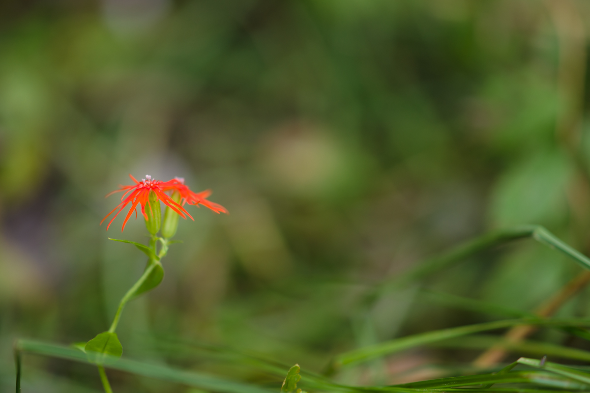 DSC09774.jpg