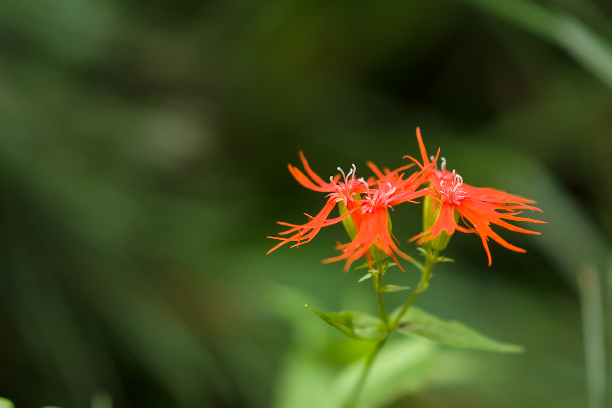 DSC09874.jpg