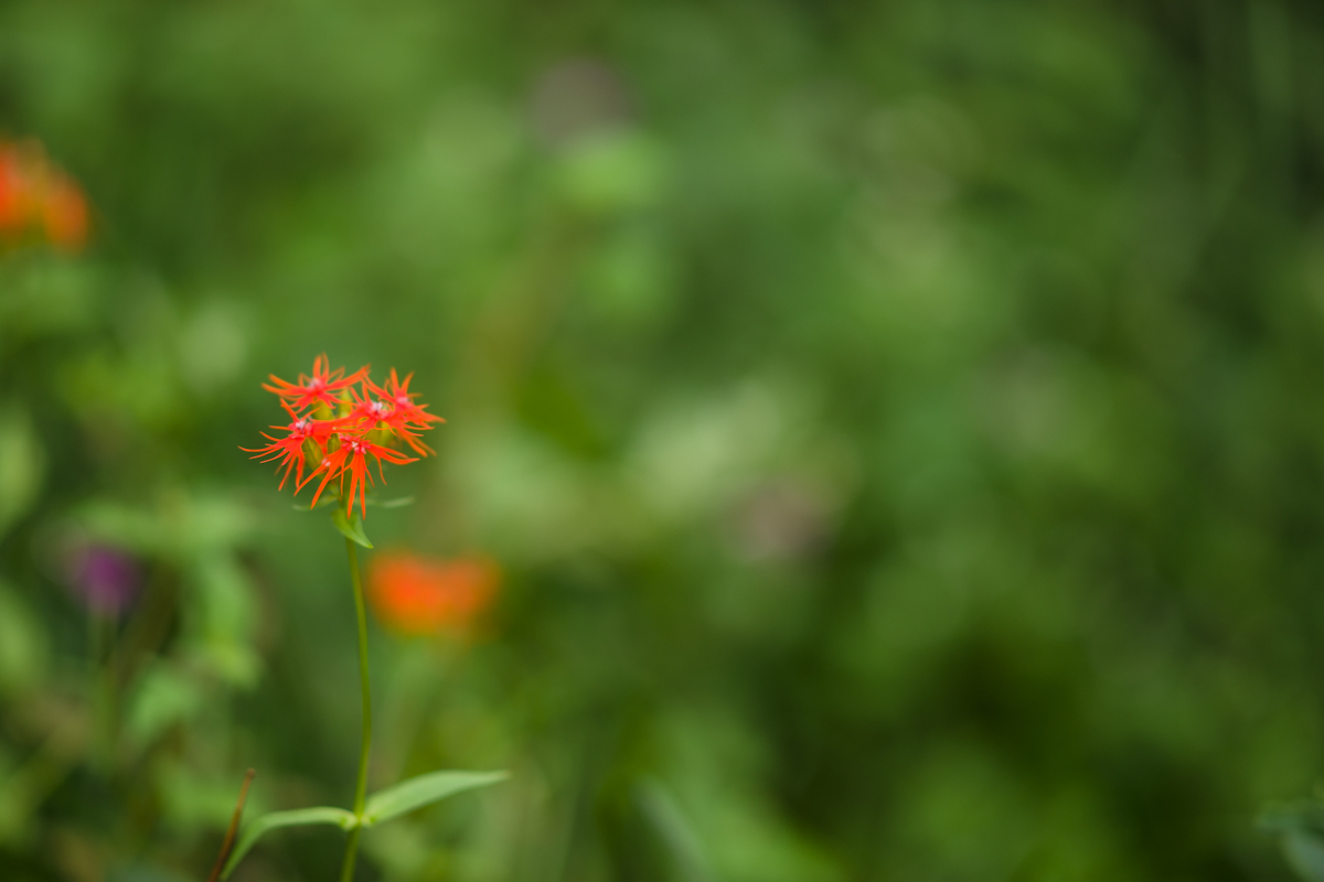DSC09751.jpg