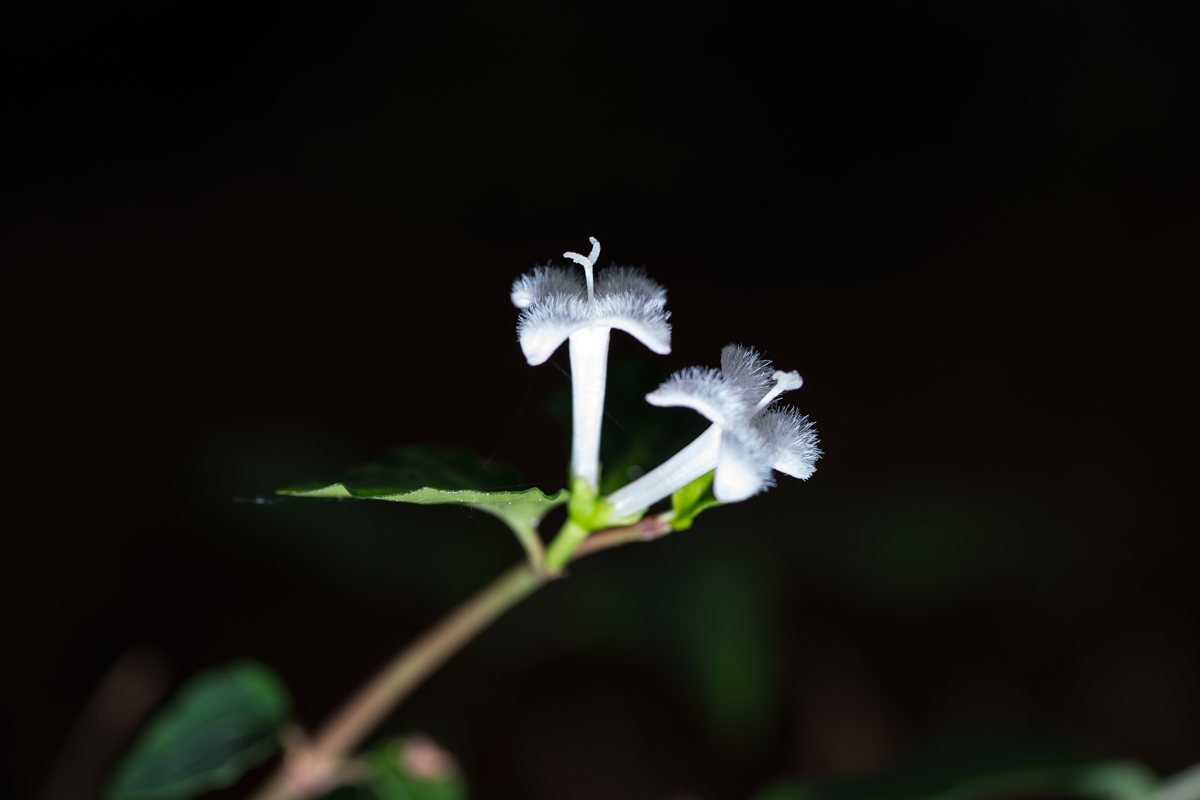 DSC01151.jpg