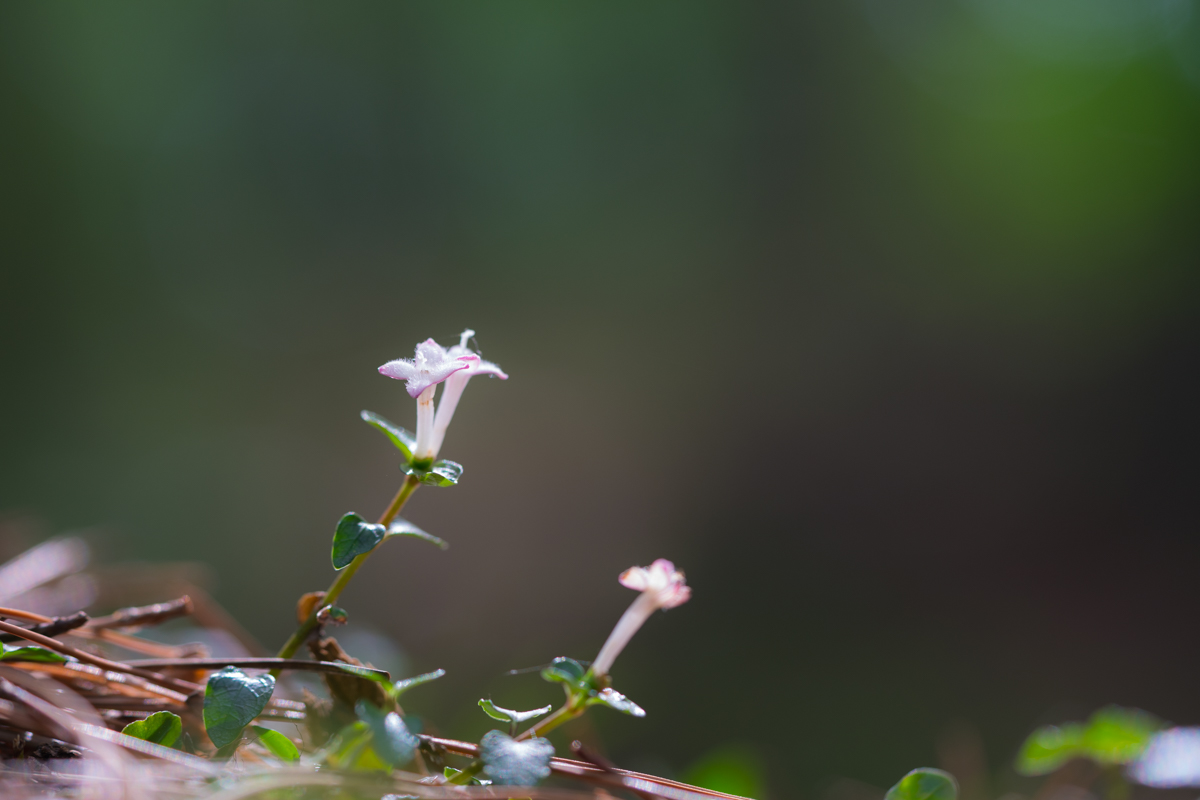 DSC01165.jpg