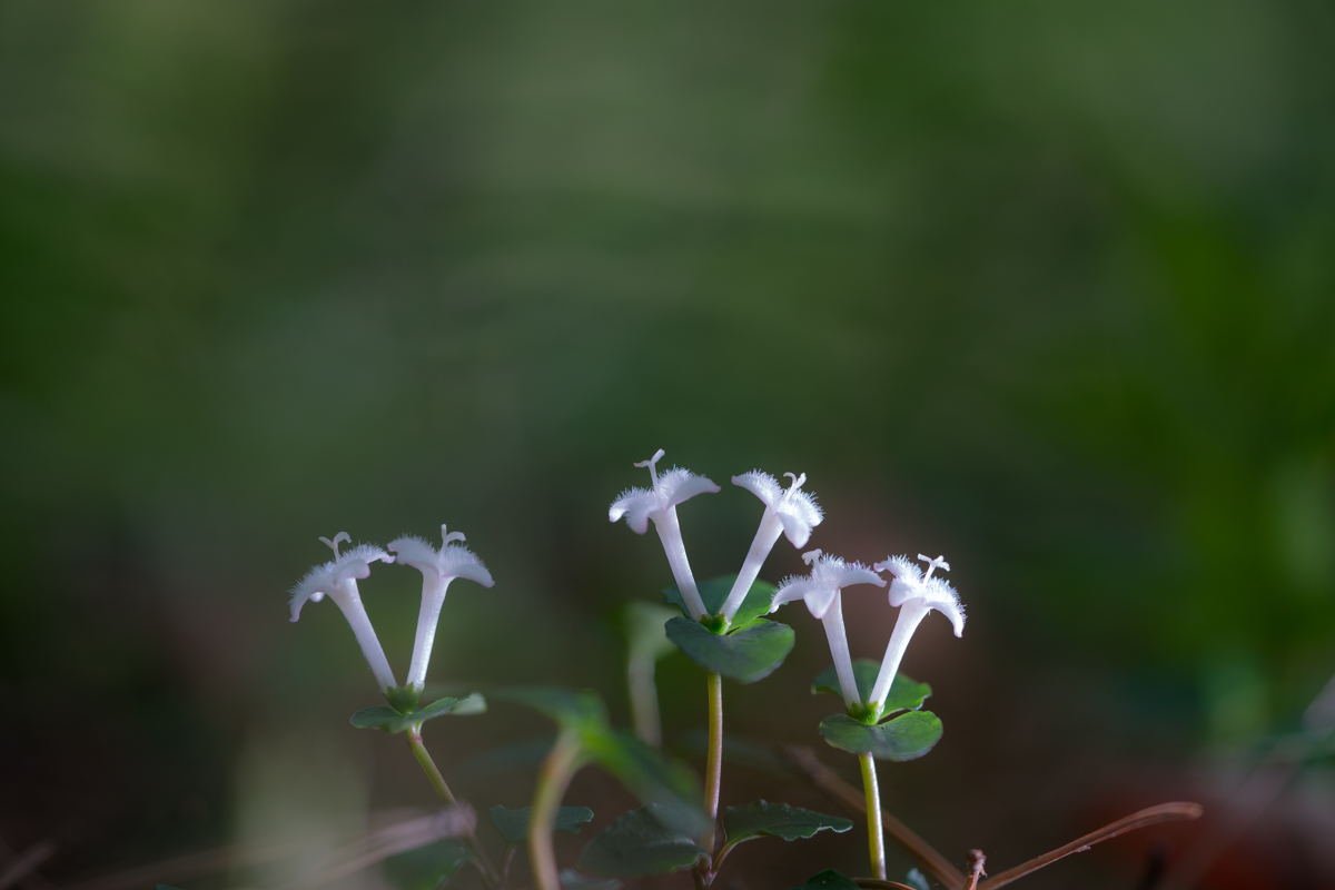 DSC01135.jpg