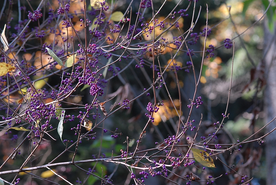 DSC_0504.JPG
