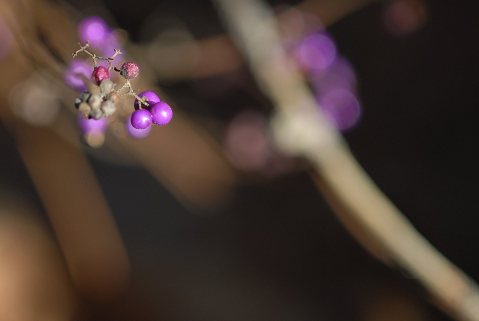 DSC_0387.JPG