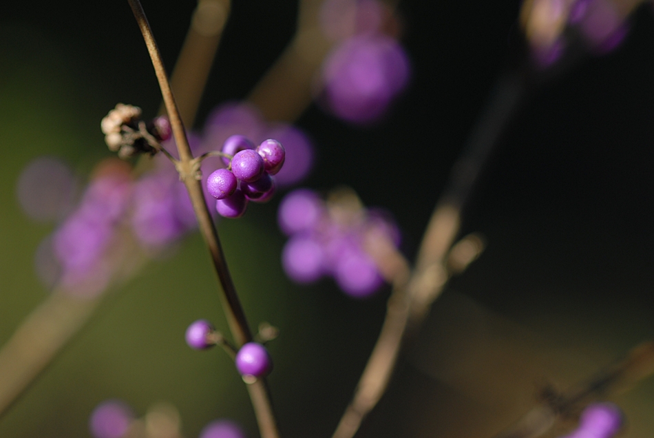 DSC_0402.JPG