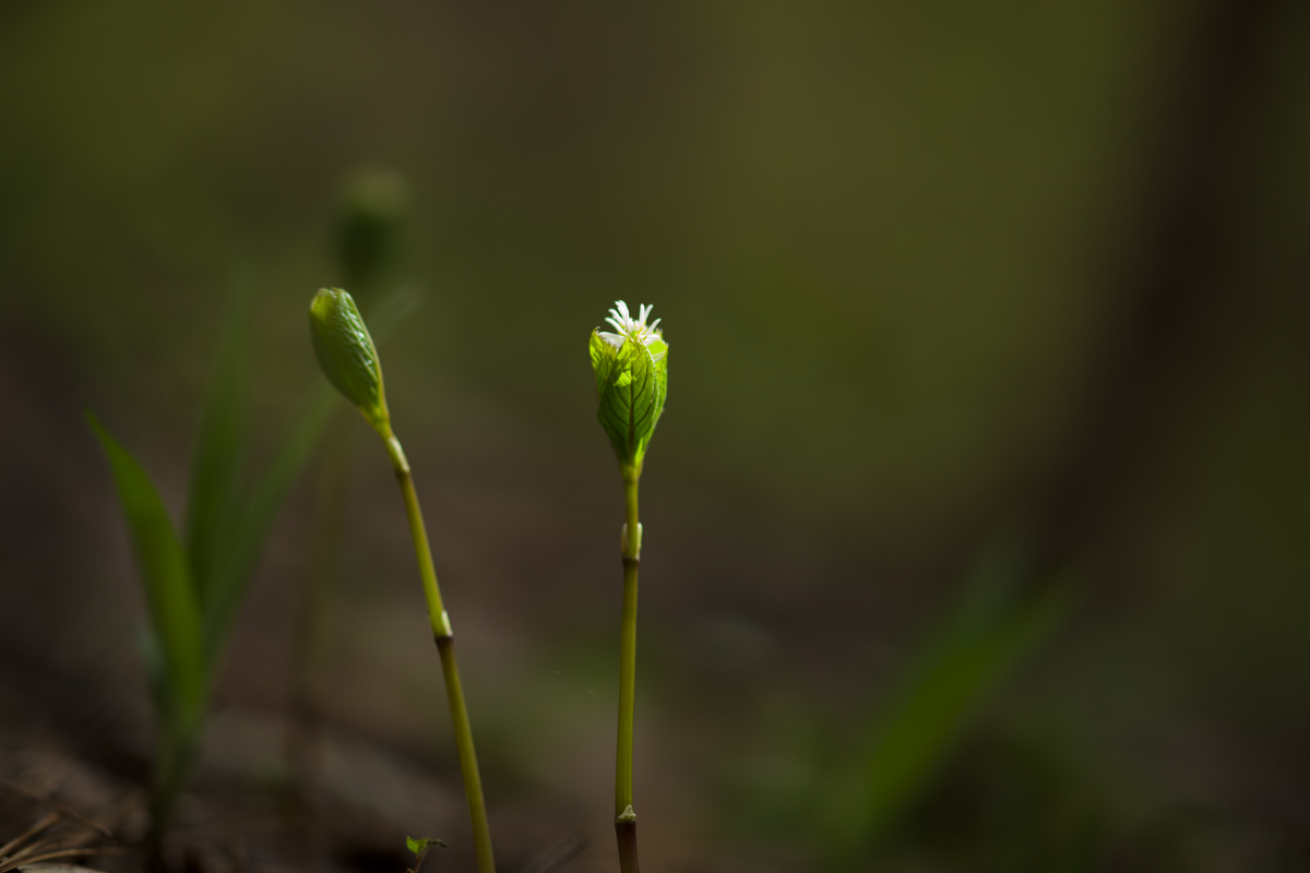 DSC00704.JPG