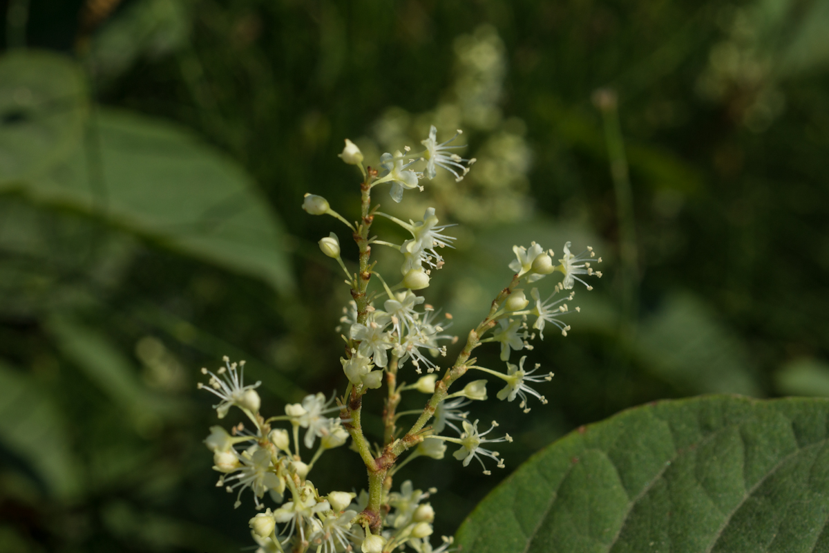 DSC01457.jpg