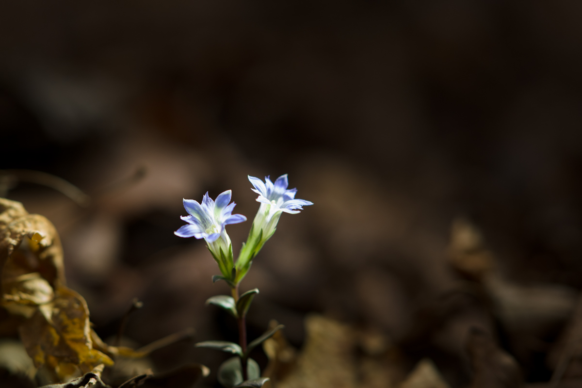 DSC00638.JPG