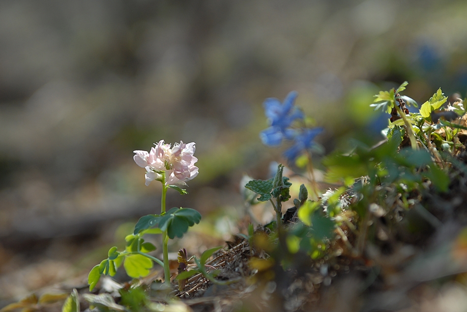 Corydalis grandicalyx2.JPG