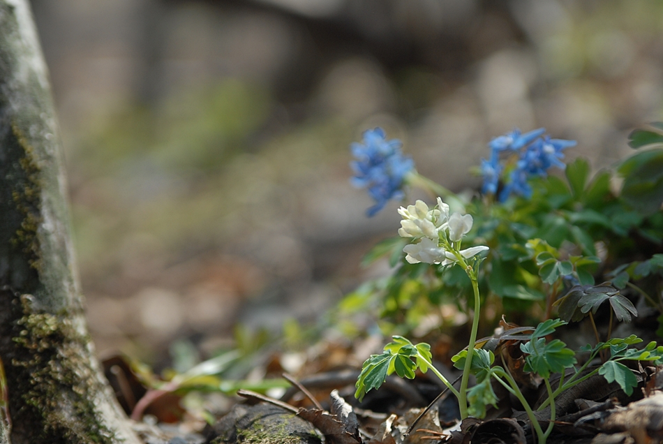 Corydalis grandicalyx1.JPG