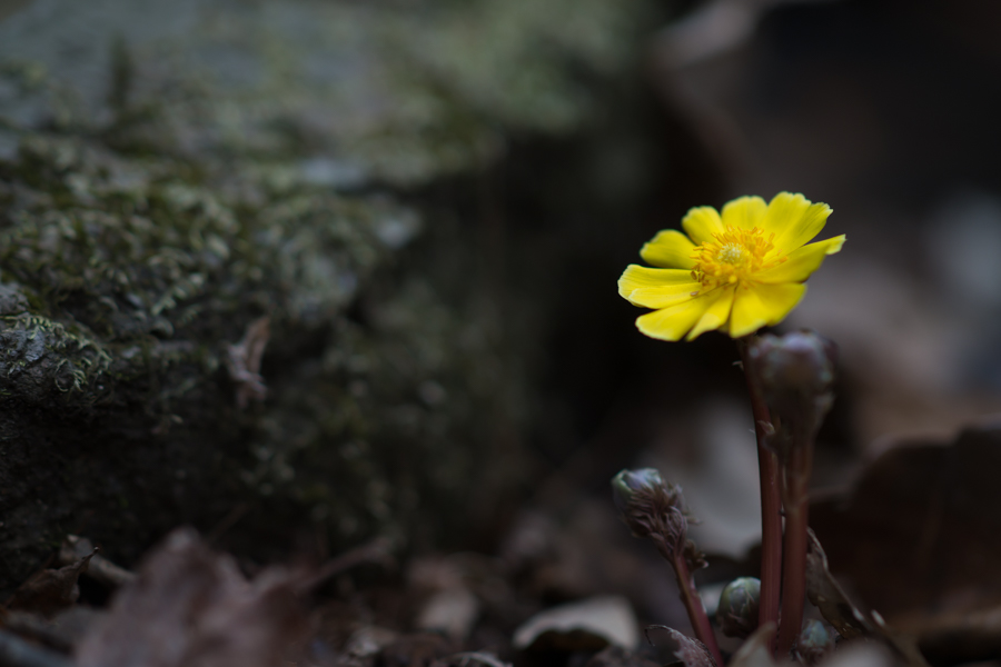 DSC08762.jpg