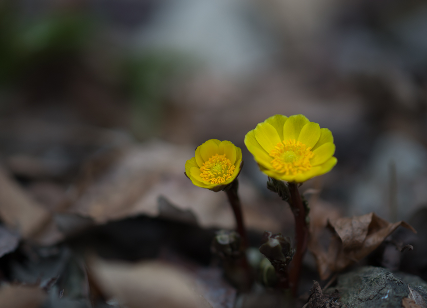 DSC08785.jpg